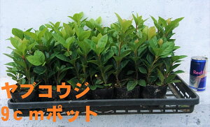 ヤブコウジ 9cmポット 24potセット お正月 寄せ植え 日陰に強い 赤い実が成る 苗木