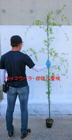 モッコウバラ　白花　八重咲　鉢底より長さ150cm前後　苗 つる性植物　薔薇　バラ　長尺物　トレリス　フェンス　アーチ 　パーゴラ　支柱に絡ませよう