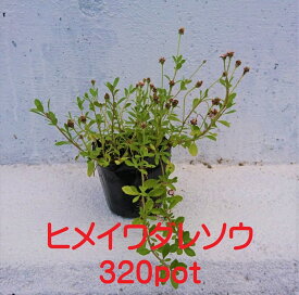 ヒメイワダレソウ 320本セット リピア 除草対策に かわいい金平糖のようなお花 苗 草抑え グランドカバー 荷崩れなし 開花性抜群