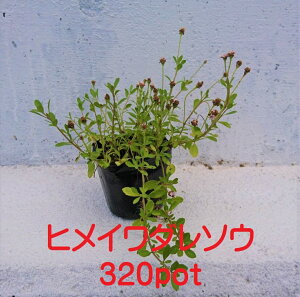 qC_\E 320{Zbg sA ΍ 킢̂悤Ȃ c } OhJo[ JԐQ