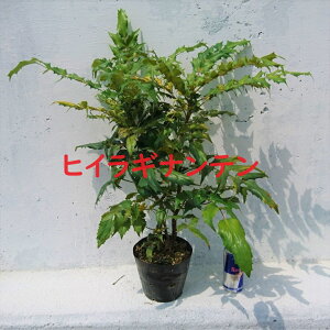 qCMie@1|bg@AV@@]@Fԁ@c@15cmpot AŊǗ