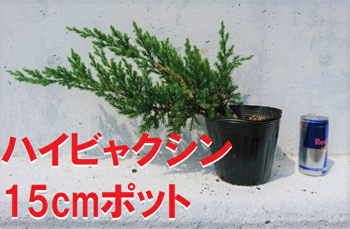 楽天市場】ハイビャクシン 盆栽にも, 15cmポット苗, 強健で育てやすい 