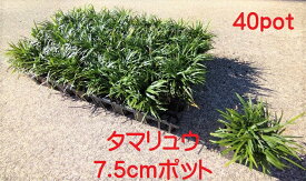 玉竜　タマリュウ　たまりゅう 40ポットセット　緑の絨毯　病害虫が少なく育てやすい　苗 　雑草予防に
