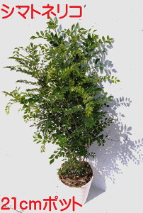 シマトネリコ 1本 観葉植物 シンボルツリー 光沢のある 艶々 葉っぱ 21cm硬質ポット入り 鉢植え ガーデニング 丈夫で強い