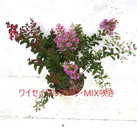 ワイセイ　サルスベリ　赤・白・紫　三色　ミックス　1ポット　成長が遅く毎年花が咲く　矮性百日紅　一才サルスベリ　苗