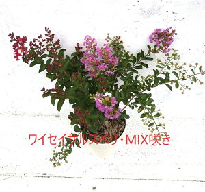 CZC@TXx@ԁEE@OF@~bNX@1|bg@xNԂ炭@␫Sg@˃TXx@c