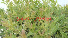 シルバープリペット　5ポットセット　生垣【15cmポット】　寄せ植え　ガーデニング　西洋イボタ斑入り 苗 垣根