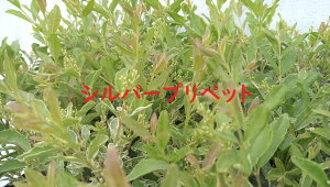 Vo[vybg@5|bgZbg@_y15cm|bgz@񂹐A@K[fjO@mC{^ c _