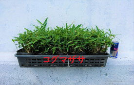コグマザサ　20ポットセット　小熊笹　笹 和風のお庭に　苗　ガーデニング　お正月　寄せ植え　門松　盆栽苗