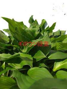 M{EV 20|bgZbg@10.5cm|bg@zX^@ʓIȕi@hosta @Ηt@VF[hK[fɁI@c