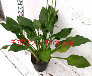 M{EV 1|bg@傫ȁ@15cm|bg@唫@zX^@ʓIȕi@hosta @Ηt@VF[hK[fɁI@c