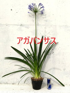 AKpTX@傫15cm|bg@劔@5|bgZbg@ԁ@N@TLNV@c