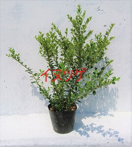 CkcQ@5|bgZbg@_@񂹐A@gsA[@荞݂ɋ@k@ʎU炵@{뉀@m̂ɂ@c