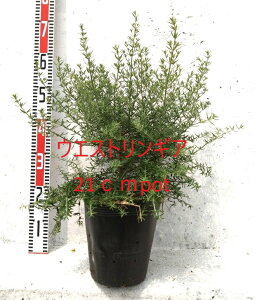 EGXgMA I[XgA[Y}[, 21cm|bg, 唫, ChAły߂ ɋ ňĂ₷ aQȂ 7