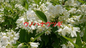 ウノハナウツギ　1ポット　卯の花空木　白い純白の花　苗　ガーデニング　寄せ植え　垣根　生垣