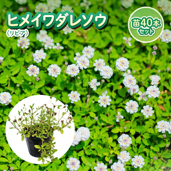 楽天市場】ヒメイワダレソウ 40本セット リピア 除草対策に かわいい 