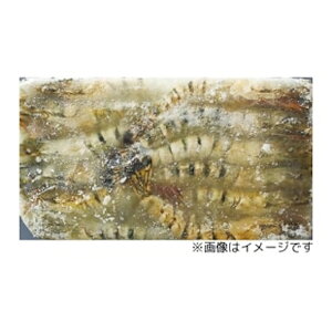 yP[X̔ 61P[XzBT LGr 35 1.3kg 1