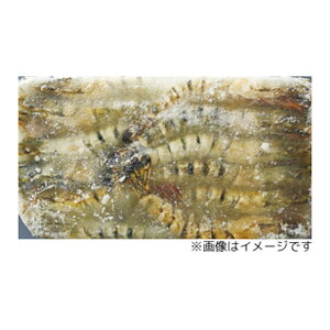 y9/25 P2{zyP[X̔ 61P[XzBT LGr 60 1.3kg 1