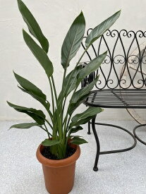ストレリチアレギネ 7-8号鉢 H95cm 観葉植物 インテリア 送料無料 大型オーガスタ
