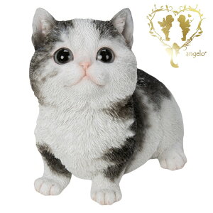  y}`J Ԃz CAT rO@ ց@K[f G I[ig u  o}  WooBia