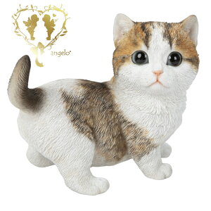  yE}`J Ԃz CAT rO@ ց@K[f G I[ig u  o}  WooBia