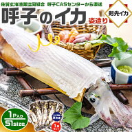 旅サラダ　TVで紹介／　呼子のイカ｜呼子 剣先いか姿造り（S1サイズ）×　合計1P | 約100〜150g（1個あた…