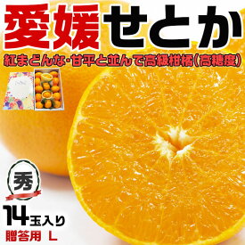 愛媛　せとか　みかん 秀品 Lサイズ 14玉入 贈答用【愛媛県産】柑橘の大トロ　手土産・お供え・ご家庭・ギフト・送料無料