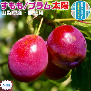 ő2000~N[| Mtg  v z 悤 RY z 1 7-9ʓ p Ղށ@ ʕ@ t[c@@v[g@@