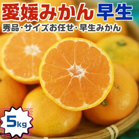 愛媛みかん　早生みかん　秀品・贈答用(段ボール詰め)　サイズお任せ　5kg　1箱　愛媛県産　家庭用ギフトにも・早めのお歳暮　送料無料