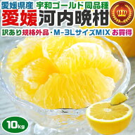 愛媛　河内晩柑　10kg 訳あり規格外品 M〜3Lサイズ混合(バラ詰め)　宇和ゴールド同品種　【8月以降見た目…