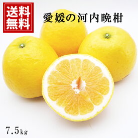 【訳あり特価】産地直送 愛媛産【7.5kg】河内晩柑【送料無料】※北海道・沖縄・離島等除く