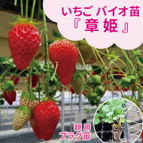 楽天市場】章姫 苗の通販