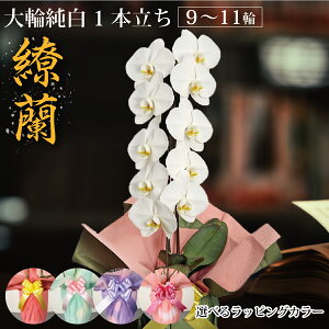  Ɣ_yӒ   1{ zi9ց`11ցj1~ȉ 7,000~ Mtg j 蕨 v[g p Ϗܗp CeA   N JXj a t  
