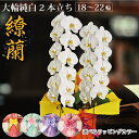 鹿児島からお届け！胡蝶蘭 大輪純白 2本立ち（18輪〜22輪）1万円 ギフト お祝い お供え 供花 開店祝い 移転祝い 花のある暮らし インテリア ギフト プレゼント 新築祝い 長寿祝い 農場直送 ラッピング 立札 送料無料 花 蘭 生花 鉢花 長持ち 10,000円