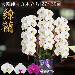 胡蝶蘭 3万円の人気商品 通販 価格比較 価格 Com