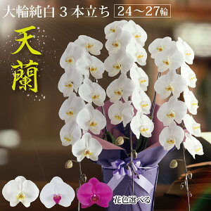 炨͂wV3{xӒ  3{i24`27 OjyIׂԐF3Fz1~ Mtg 蕨 y B j j   N ACj Nj JXj j