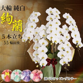 楽天市場 胡蝶蘭 5本の通販