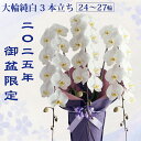 期間・数量限定販売【ポイント2倍！クーポンでも300円OFF！】 胡蝶蘭 純白 白花 大輪3本立ち （24〜30輪前後）クーポン お盆 新盆 初盆 供花 仏花 お悔み 御供 お供え 御仏前 御霊前 1万円台 生花 鉢花 産地直送 九州 鹿児島県 送料無料 メッセージ札 ラッピング付