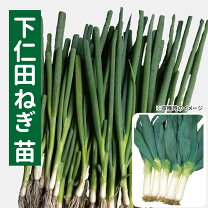 楽天市場】下仁田ネギ（花・ガーデン・DIY）の通販
