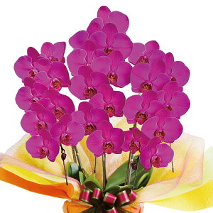 炨͂wV3{xӒ  3{i24`27 OjyIׂԐF3Fz1~ Mtg 蕨 y B j j   N ACj Nj JXj j