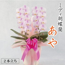 【ミディ胡蝶蘭 2本立ち】『あや』パステルピンク 中輪 淡く可憐なピンク胡蝶蘭 御祝 ギフト プレゼント 贈り物 開店祝い 新築祝い 誕生日 お祝い 御祝い お供え 供花 長持ち 花 蘭 鉢花 鹿児島 九州 送料無料 メッセージ札 ラッピング付