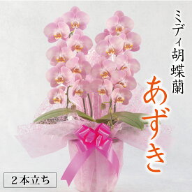 【大きめミディ胡蝶蘭 2本立ち】『あずき』スモーキーピンクのお花色 中輪サイズ大きめ花弁 上品ピンク ミディ 御祝 ギフト プレゼント 贈り物 開店祝い 新築祝い 誕生日 お祝い 御祝い お供え 長持ち 蘭 九州 送料無料 ラッピングメッセージ札