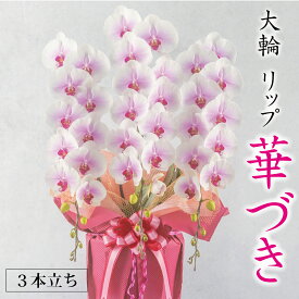 『大輪リップ胡蝶蘭 3本立ち 華やかなグラデーションピンク』リップ ピンク胡蝶蘭 大輪 3本 鹿児島 農園直送 あす楽 中国 関西 (一部地域) お祝い 御祝 お供え 年忌 供花 開店祝い 移転 就任 周年祝い 古希 米寿 長寿祝い ラッピング 送料無料 ギフト 二万円 生花 立札 木札