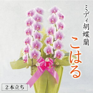 【ミディ胡蝶蘭 2本立ち】『こはる』ピンク 中輪 淡いピンクピンク胡蝶蘭 御祝 ギフト プレゼント 開店祝い 新築祝い 誕生日 長寿祝い お祝い お返し 供花 仏壇用 自宅用 飾り花 蘭 生花 鉢