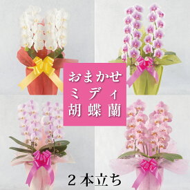 鹿児島 自家農園直送【花色おまかせ ミディ（中輪）2本立ち】胡蝶蘭 中輪 2本6千円台 あす楽 ギフト 御祝 お祝い 贈り物 プレゼント お供え 新築 周年祝い 開店祝い 開業 開院 就任祝い 米寿 長寿祝い 送料無料 ラッピング 1万円以下 立札 木札