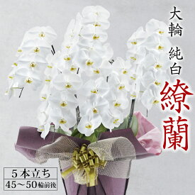 『繚蘭5本立ち』（45〜50輪 前後）胡蝶蘭 大輪 純白 5本 ギフト 2万円代 九州 お祝い 贈り物 お供 供花 当選祝い 就任祝い 昇進祝い 米寿 長寿祝い 農場直送 送料無料 ラッピング ギフト 生花 長持ち 花 蘭 鉢花 立札 木札 サンワ