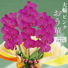 鹿児島 自家農園直送『胡蝶蘭3本立ち 艶やかな紫ピンク』 おう華 胡蝶蘭 大輪 3本紫 濃い紫ピンク 九州 あす楽 中国 関西 (一部地域) お祝い 御祝 お供え 年忌 供花 開店祝い 開業 開院 周年祝い 古希 米寿 長寿祝い 送料無料 ラッピング ギフト 二万円 生花 立札 木札