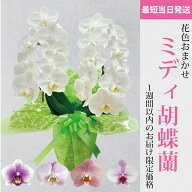 【お急ぎ便／1週間以内のお届け限定】花色おまかせ特別価格★【ミディ胡蝶蘭 2本立ち】胡蝶蘭 中輪 2本 6…