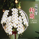 鹿児島からお届け 最高級 胡蝶蘭 5本『 絢蘭 5本立ち』（55輪 前後）《大輪純白》3万円 生花 ラッピング 送料 立札無料 ギフト お祝い 御祝い 贈り物 開店祝い 開院 開業 就任祝い 供え花 お供え 米寿 長寿祝い 九州 蘭 鉢花 立札 木札