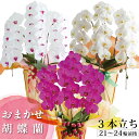 鹿児島 自家農園直送【花色おまかせ 3本立ち】（21〜24輪 前後）胡蝶蘭 大輪 3本1万円台 あす楽 ギフト 御祝 お祝い 贈り物 プレゼント お供え 新築 周年祝い 開店祝い 開業 開院 就任祝い 米寿 長寿祝い 送料無料 ラッピング 1万円 立札 木札